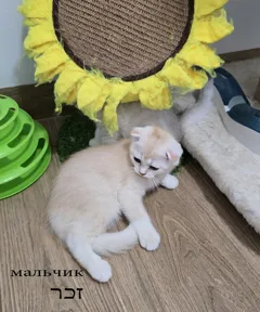 Очаровательные шотландские котята готовы к новым любящим домам